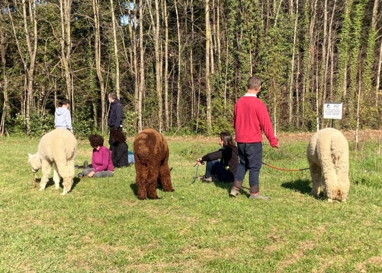 L'allevamento di alpaca alla periferia di Firenze: gli animali sono accuditi da nove ragazzi con diverse disabilità, fra cui Emanuele