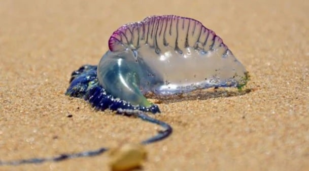 La Caravella portoghese è erroneamente scambiata per una medusa, in realtà è un sifonoforo