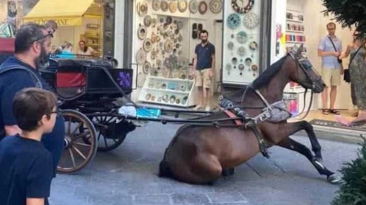 Il cavallo in ginocchio in via Calzaiuoli a Firenze