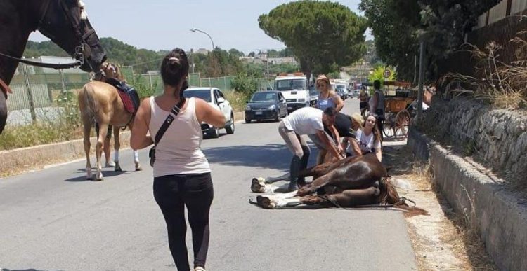 Il cavallo morto in strada a Matera