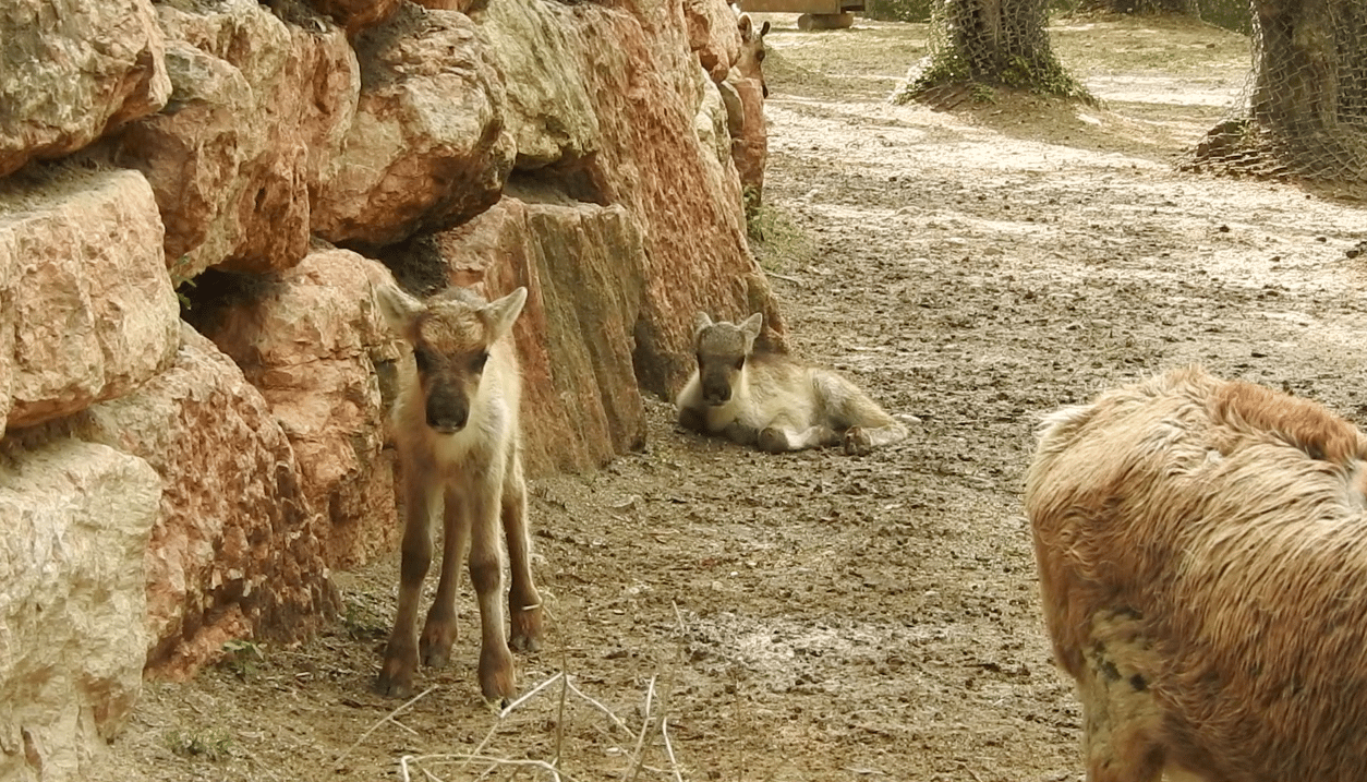 Al Parco Natura Viva sono nate due renne, un maschietto e una femminuccia