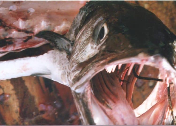 In Liguria, ad esempio, i pescatori locali segnalano un costante aumento di catture di barracuda, che erano rari fino a due decenni fa