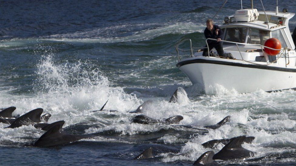 isole faroe caccia cetacei