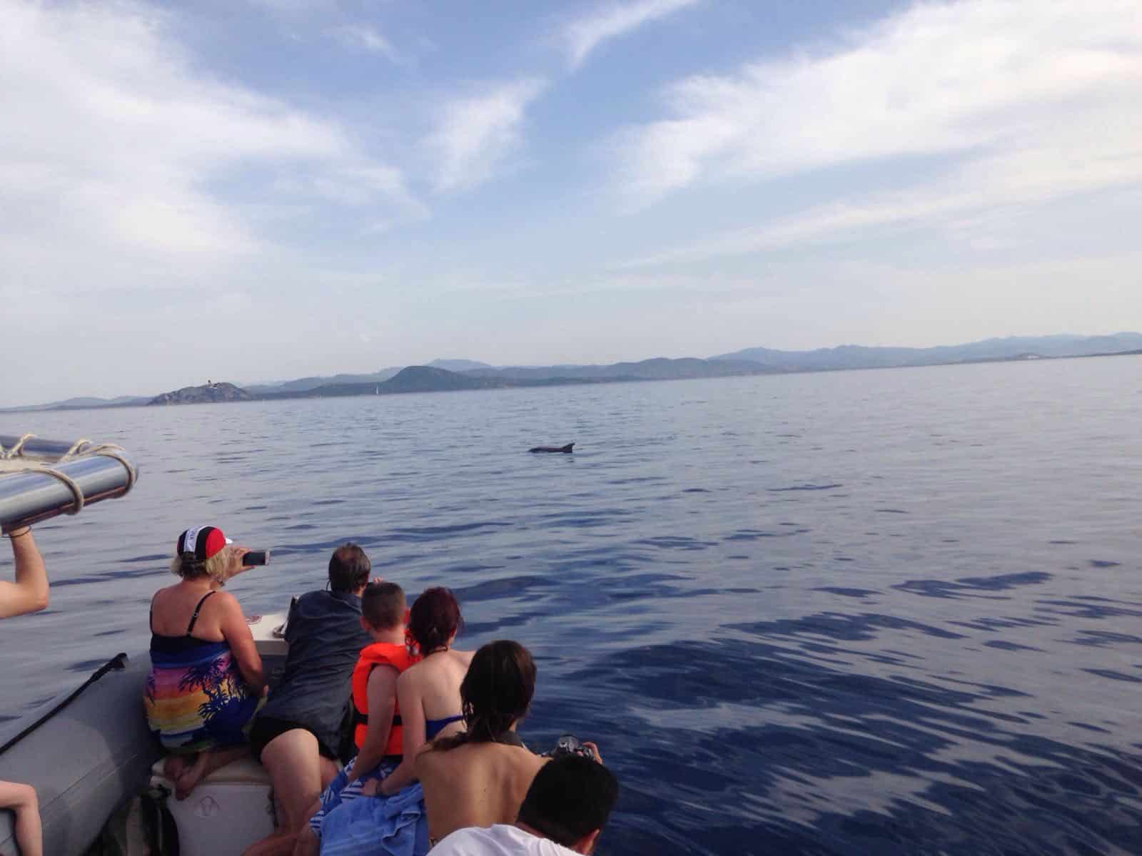 L'avvistamento di delfini e balene in maniera sostenibile
