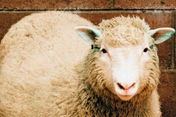 La pecora Dolly, 25 anni fa il primo clone che rivoluzionò la scienza e aprì alla ricerca sulle staminali