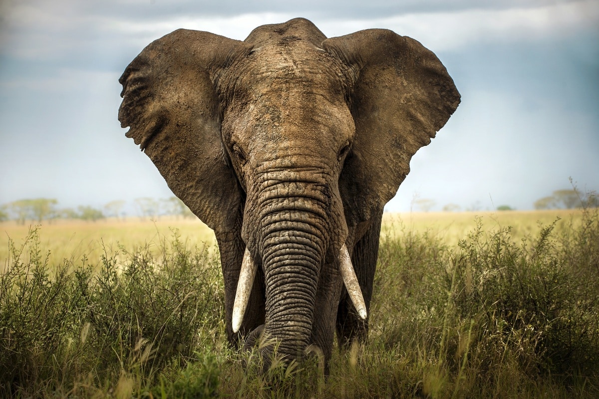 Un barrito d’allarme: cala la popolazione degli elefanti e l’habitat scompare