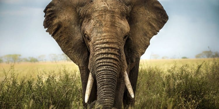 Un elefante africano nella savana