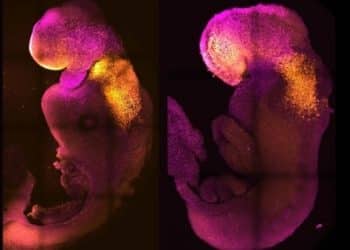 La creazione di un embrione sintetico di topo, che “accresce le speranze” sulla possibilità di produrre in laboratorio organi umani destinati ai trapianti