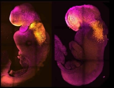 La creazione di un embrione sintetico di topo, che “accresce le speranze” sulla possibilità di produrre in laboratorio organi umani destinati ai trapianti