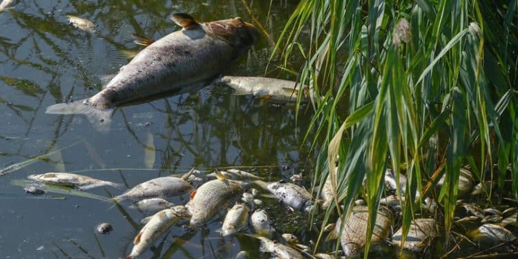 moria di pesci nel fiume Oder