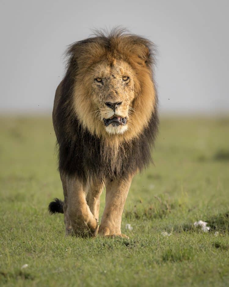 leone africano maschio