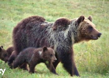 Mamma Amarena e i cuccioli di orso marsicano: sono i protagonisti di un documentario su Sky Nature