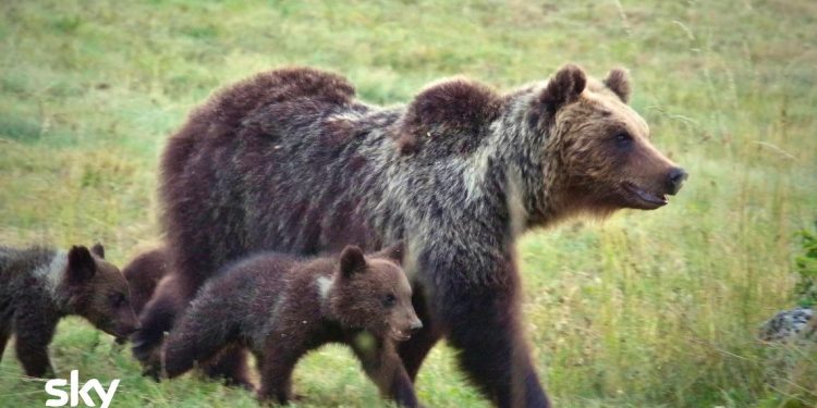 Mamma Amarena e i cuccioli di orso marsicano: sono i protagonisti di un documentario su Sky Nature