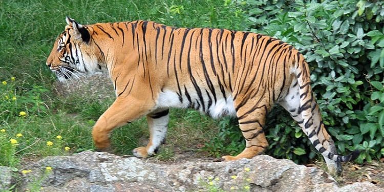 tigre india