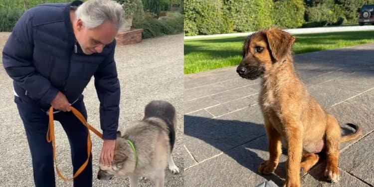 Andrea Bocelli in questi giorni ha adottato due cani: Jack gravemente ferito dai bombardamenti in Ucraina e Jolie, trovata in una fossa in Egitto