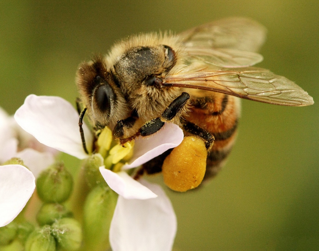 Per la prima volta, uno studio scientifico prova a stimare l’impatto sulla salute umana della scomparsa a ritmo accelerato di api e altri insetti impollinatori