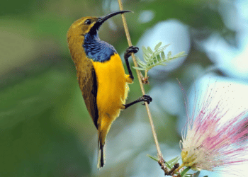 Wakatobi Sunbird  (Foto: David Ongley)
