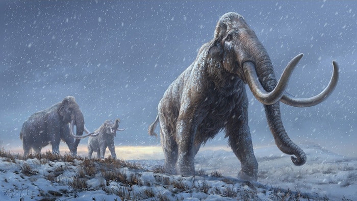 Ricostruzione dei mammut delle steppe, antenati di quelli lanosi (fonte: Beth Zaiken/CPG)