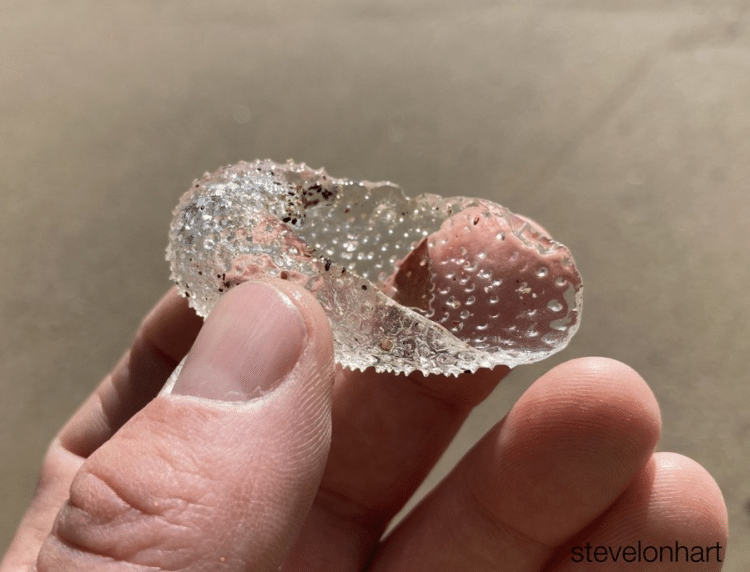 La biologa americana Rebecca Helm ha diffuso due fotografie di rarissime conchiglie trasparenti