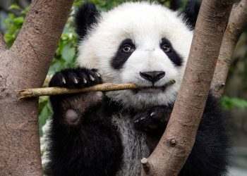 Panda gigante (WWF)