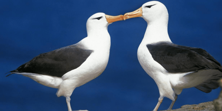 Una coppia di albatros