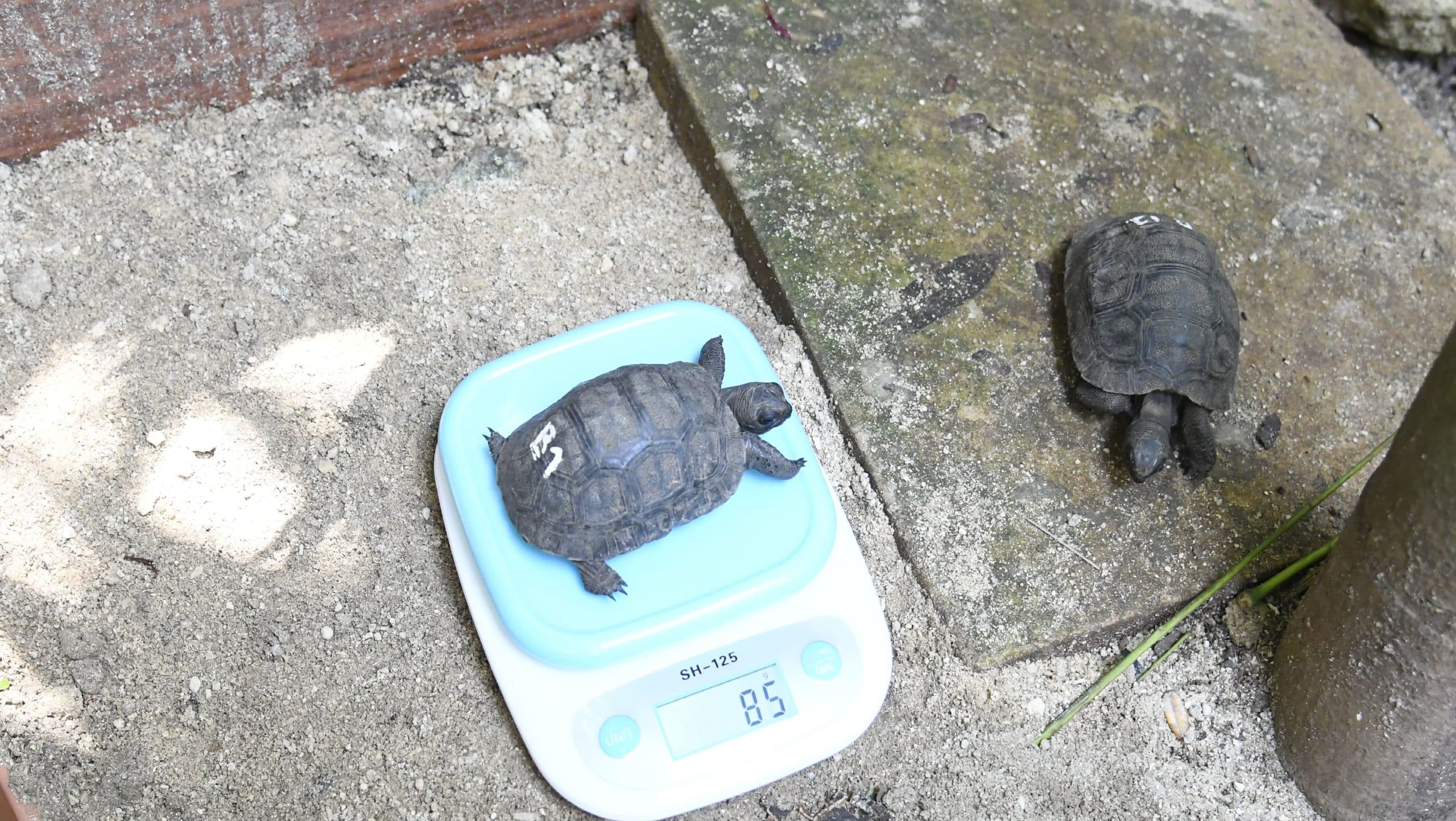 La pesata di una delle 17 baby tartarughe giganti