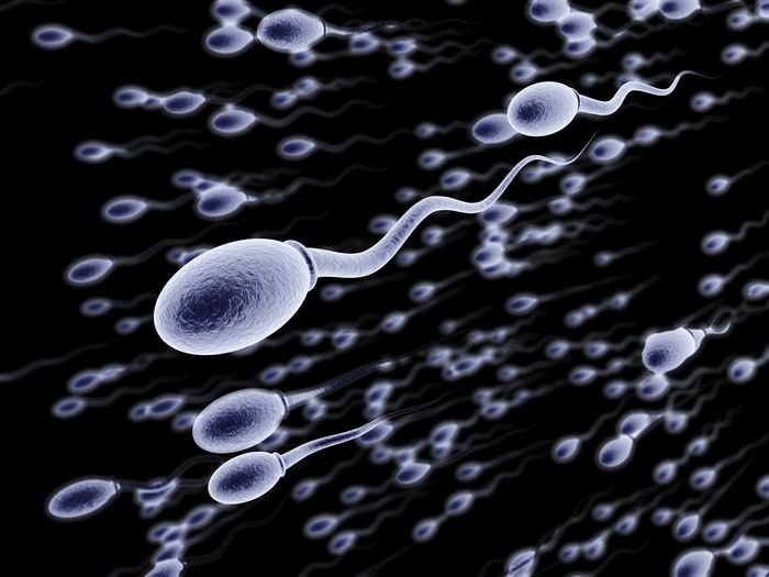 Sperma donazione paesi bassi