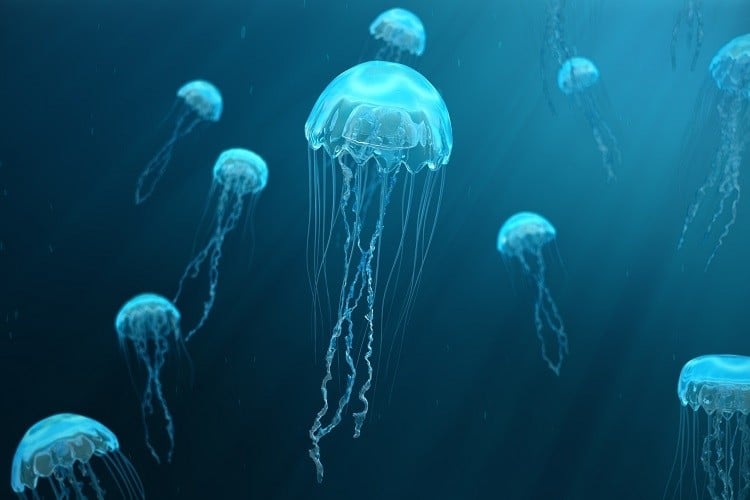 Le meduse per combattere l'inquinamento da plastica dei mari