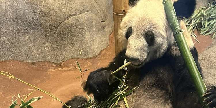 Il panda gigante femmina Ya Ya torna in Cina dopo vent'anni trascorsi in uno zoo di Memphis
