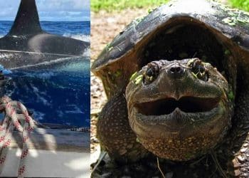 animali-orche-tartarughe-azzannatrici