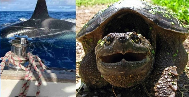 Animali, orche che affondano le barche e allarme tartarughe azzannatrici