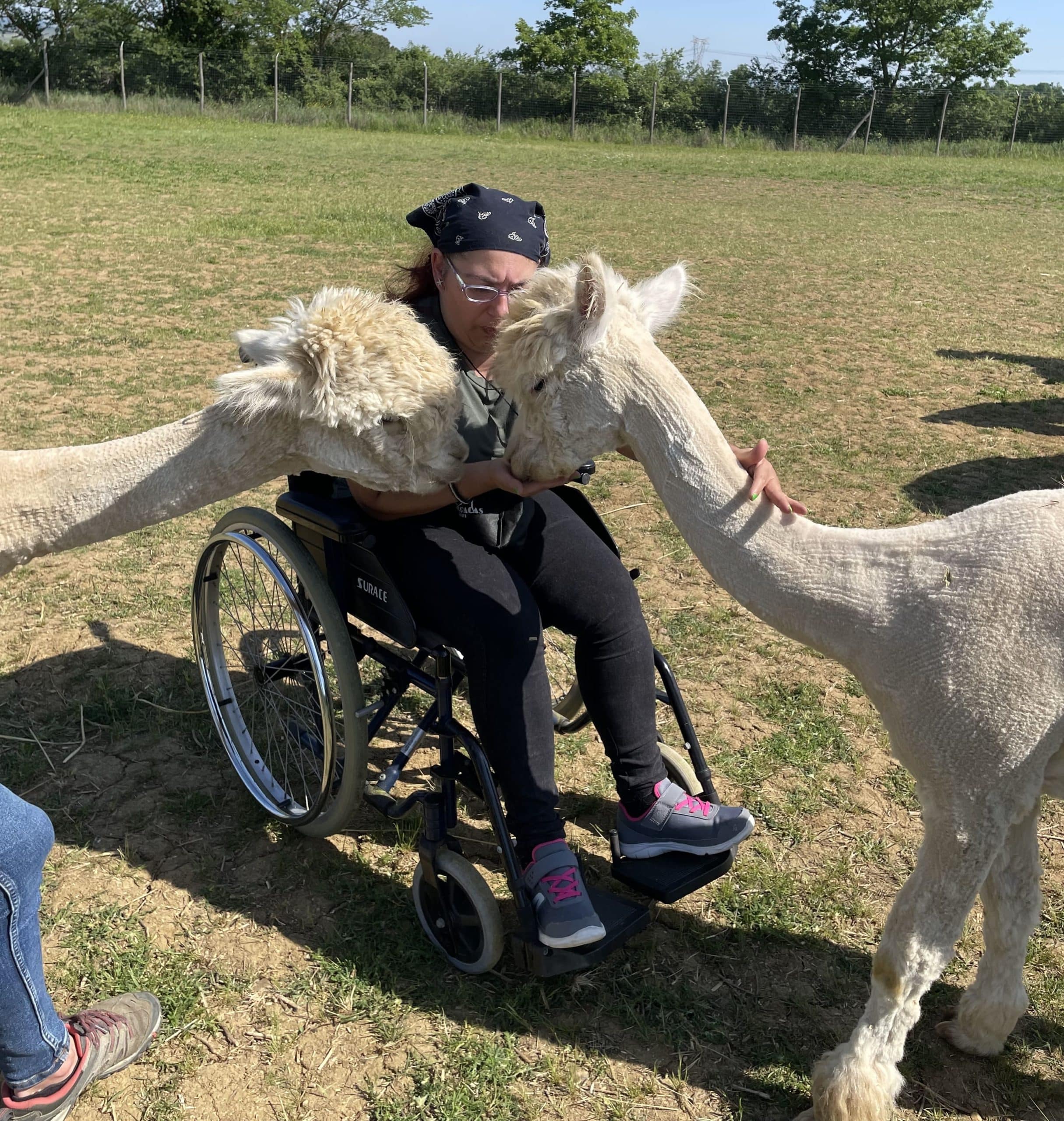 alpaca-terapia-disabilita