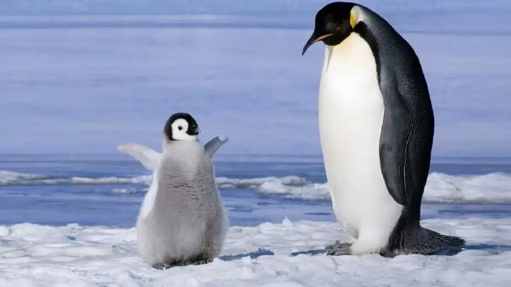 antartide-pinguini-imperatore