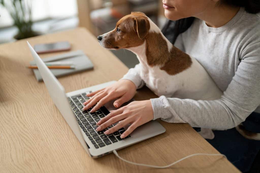 cane-lavoro-umore-stress